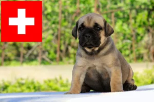 Read more about the article Boerboel Züchter und Welpen in der Schweiz