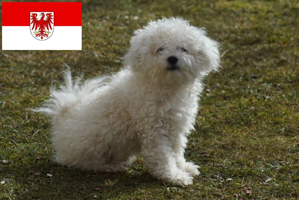 Bologneser Züchter und Welpen in Brandenburg - DogWeb.de