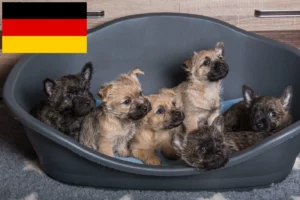 Read more about the article Cairn Terrier Züchter und Welpen in Deutschland