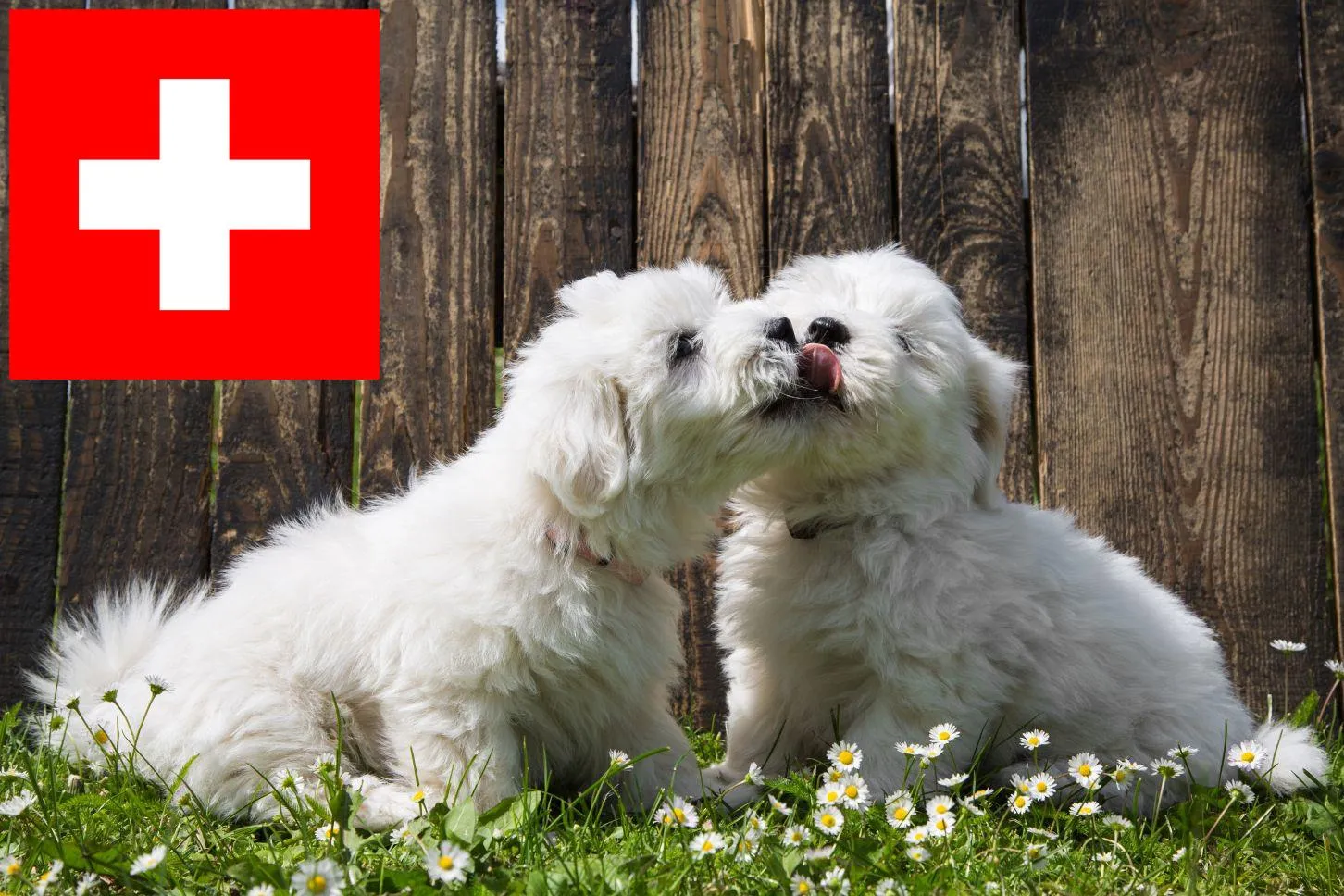 Coton de Tuléar Züchter und Welpen in der Schweiz Dog.de