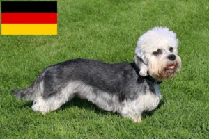 Read more about the article Dandie Dinmont Terrier Züchter und Welpen in Deutschland