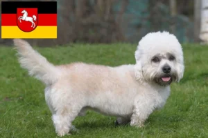 Read more about the article Dandie Dinmont Terrier Züchter und Welpen in Niedersachsen
