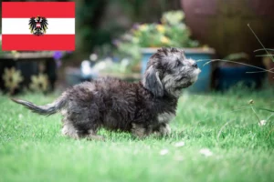Read more about the article Dandie Dinmont Terrier Züchter und Welpen in Österreich
