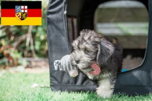 Read more about the article Dandie Dinmont Terrier Züchter und Welpen im Saarland