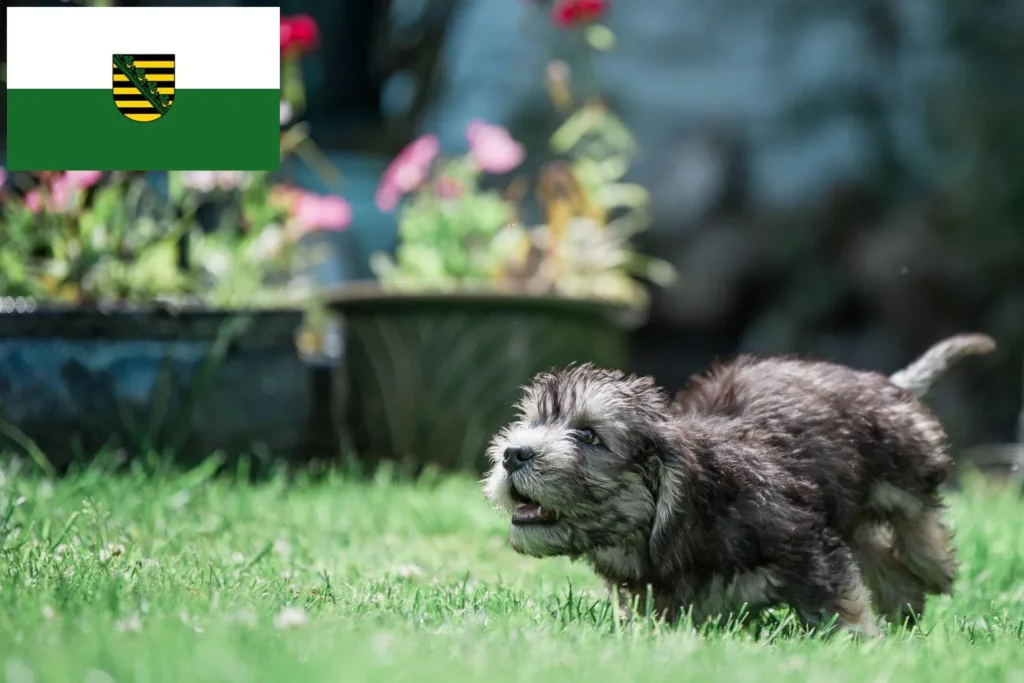 Dandie Dinmont Terrier Züchter mit Welpen Sachsen