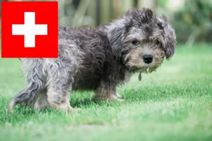 Read more about the article Dandie Dinmont Terrier Züchter und Welpen in der Schweiz