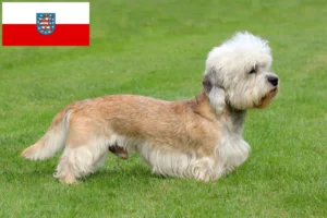 Read more about the article Dandie Dinmont Terrier Züchter und Welpen in Thüringen