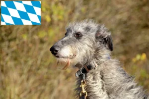 Read more about the article Deerhound Züchter und Welpen in Bayern
