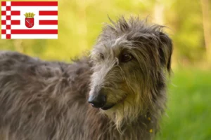 Read more about the article Deerhound Züchter und Welpen in Bremen