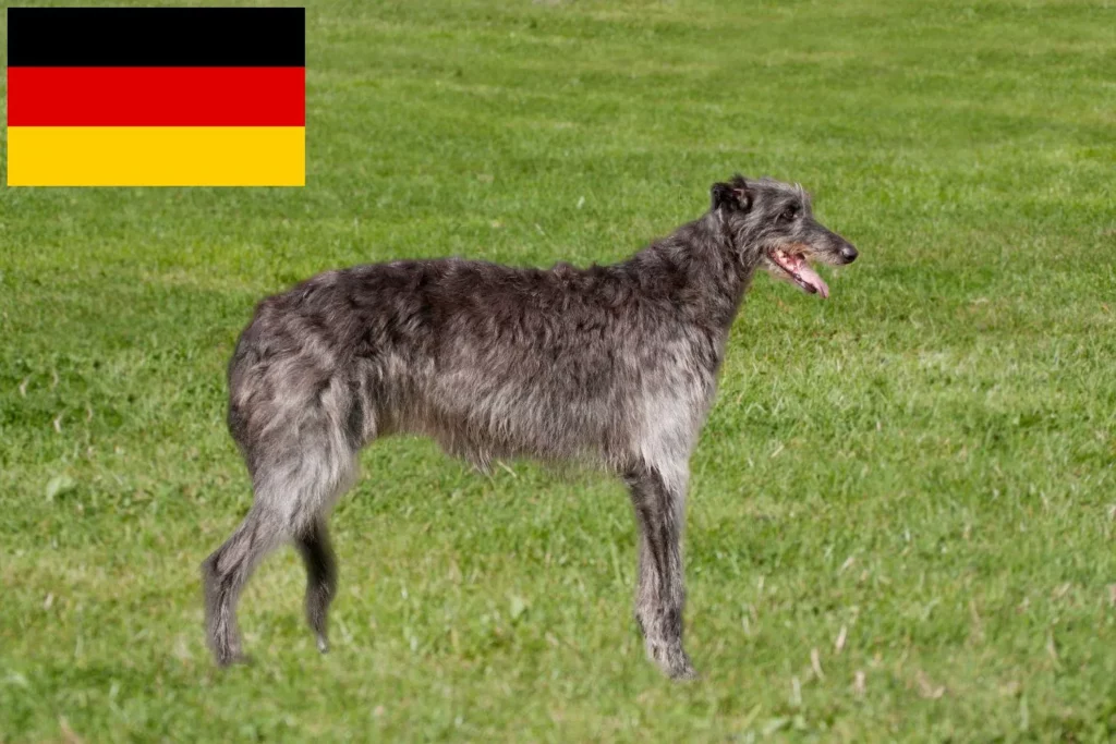 Deerhound Züchter mit Welpen Deutschland