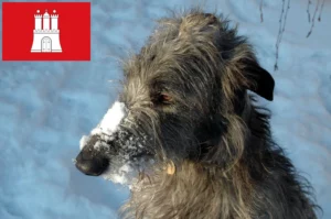 Read more about the article Deerhound Züchter und Welpen in Hamburg