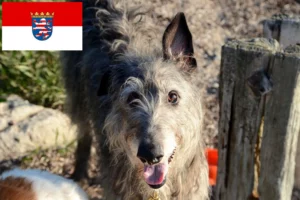 Read more about the article Deerhound Züchter und Welpen in Hessen