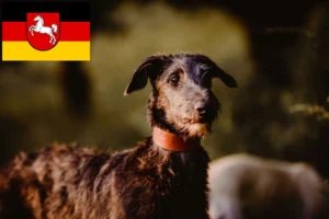 Read more about the article Deerhound Züchter und Welpen in Niedersachsen