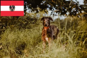 Read more about the article Deerhound Züchter und Welpen in Österreich