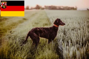 Read more about the article Deerhound Züchter und Welpen in Rheinland-Pfalz