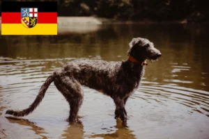 Read more about the article Deerhound Züchter und Welpen im Saarland