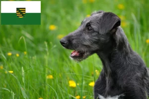 Read more about the article Deerhound Züchter und Welpen in Sachsen