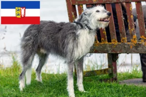 Read more about the article Deerhound Züchter und Welpen in Schleswig-Holstein