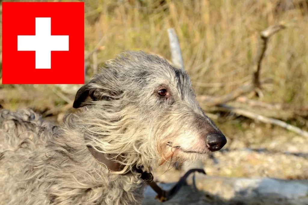 Deerhound Züchter mit Welpen Schweiz