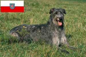 Read more about the article Deerhound Züchter und Welpen in Thüringen