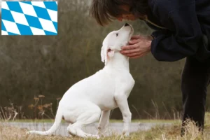 Read more about the article Dogo Argentino Züchter und Welpen in Bayern