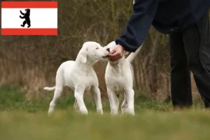 Read more about the article Dogo Argentino Züchter und Welpen in Berlin