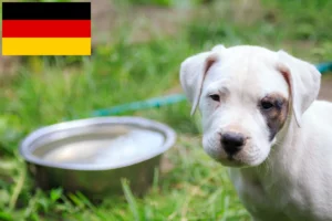 Read more about the article Dogo Argentino Züchter und Welpen in Deutschland