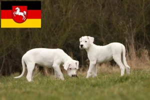 Read more about the article Dogo Argentino Züchter und Welpen in Niedersachsen