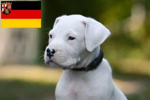 Read more about the article Dogo Argentino Züchter und Welpen in Rheinland-Pfalz