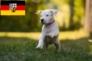 Read more about the article Dogo Argentino Züchter und Welpen im Saarland