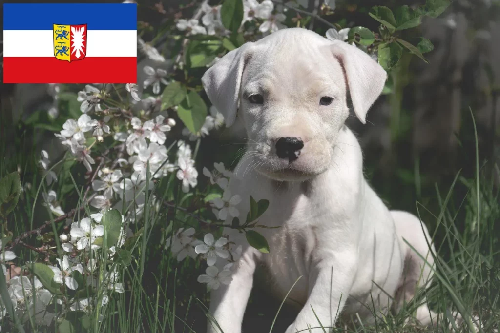 Dogo Argentino Züchter mit Welpen Schleswig-Holstein