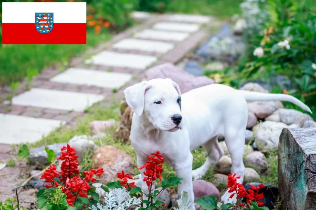 Dogo Argentino Züchter mit Welpen Thüringen