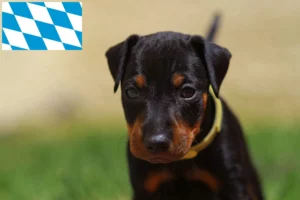 Read more about the article English Toy Terrier Züchter und Welpen in Bayern