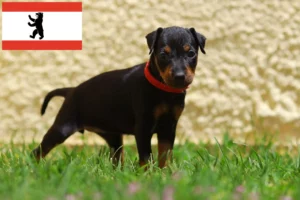 Read more about the article English Toy Terrier Züchter und Welpen in Berlin