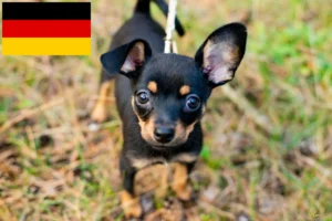 Read more about the article English Toy Terrier Züchter und Welpen in Deutschland