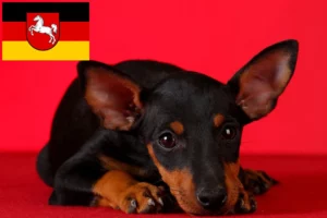 Read more about the article English Toy Terrier Züchter und Welpen in Niedersachsen