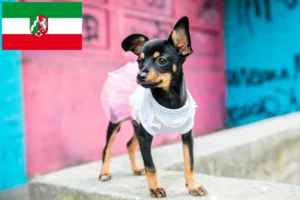 Read more about the article English Toy Terrier Züchter und Welpen in Nordrhein-Westfalen