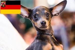 Read more about the article English Toy Terrier Züchter und Welpen in Rheinland-Pfalz
