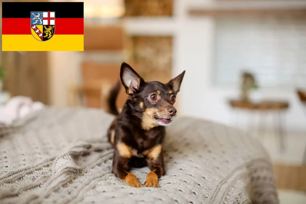 English Toy Terrier Züchter mit Welpen Saarland