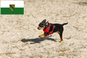 Read more about the article English Toy Terrier Züchter und Welpen in Sachsen