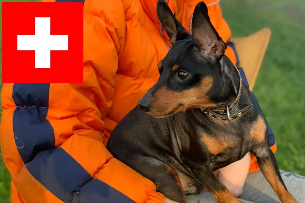 English Toy Terrier Züchter mit Welpen Schweiz