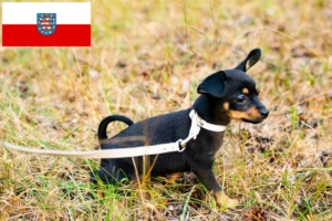 Read more about the article English Toy Terrier Züchter und Welpen in Thüringen