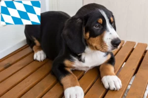 Read more about the article Entlebucher Sennenhund Züchter und Welpen in Bayern