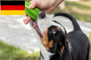 Read more about the article Entlebucher Sennenhund Züchter und Welpen in Deutschland