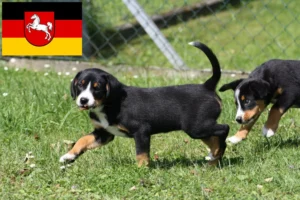 Read more about the article Entlebucher Sennenhund Züchter und Welpen in Niedersachsen