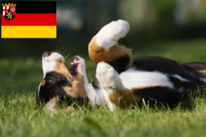 Read more about the article Entlebucher Sennenhund Züchter und Welpen in Rheinland-Pfalz