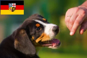 Read more about the article Entlebucher Sennenhund Züchter und Welpen im Saarland