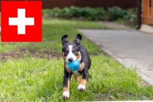 Read more about the article Entlebucher Sennenhund Züchter und Welpen in der Schweiz