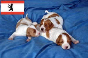 Read more about the article Irish Red and White Setter Züchter und Welpen in Berlin