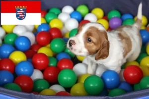Read more about the article Irish Red and White Setter Züchter und Welpen in Hessen